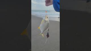 Pompano Fishbites and fresh dead shrimp tight lines [upl. by Violet]