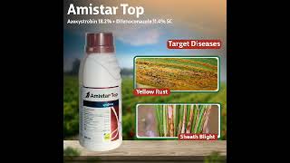 Amistar Top fungicide Syngenta ka amistar top farming shorts sigenta amistartop [upl. by Ilzel758]