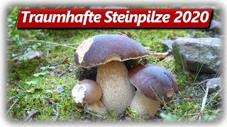 STEINPILZ WAHNSINN Teil 1  Speisepilze sammeln im September [upl. by Rianna729]