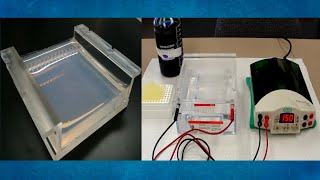 Electroforesis de ADN en geles de agarosa paso a paso [upl. by Muiram]