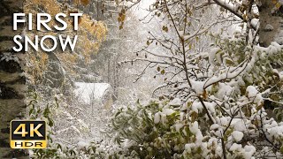 4K HDR First Snow  Peaceful Snowing  Relaxing Snowy Winter Video  Forest Snowfall  Sleep Relax [upl. by Josephson]