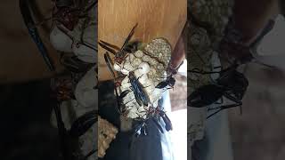 how my pet thread waisted wasps protect groom larvae wiggle cocoonrain thunderstorm sounds⛈️viral [upl. by Areek]