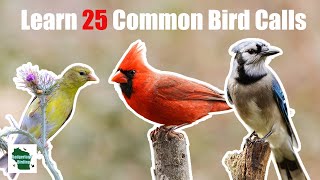 Learn 25 Common Backyard Bird Calls Central and Eastern United States [upl. by Kessel458]