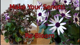 How To Cut Back A Senetti [upl. by Imehon]