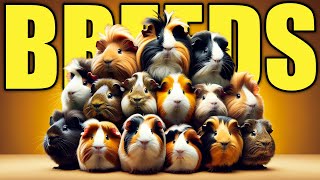 10 Best Guinea Pig Breeds To Keep as Pet [upl. by Pomfrey]