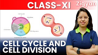 Cell cycle and division  Lecture 1  Class 11th  Cell cycle phases  NEET [upl. by Hyozo]