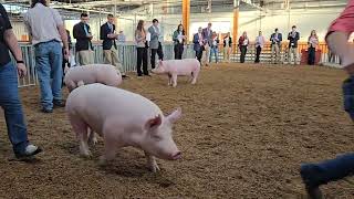 Keystone 2024 Performance Crossbred Gilts [upl. by Nea]