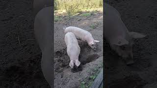 Scharrel schatjes bij Wendezoele 🐽🐽 [upl. by Natalya162]