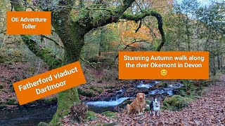 On the edge of Dartmoor a stunning Autumn dog walk along the river Okemont [upl. by Bud]