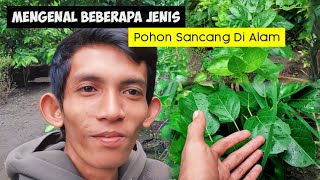 MENGENAL POHON SANCANG MICROPHYLLA DI ALAM  BERBURU SANCANG DI ALAM LIAR [upl. by Cleopatra640]