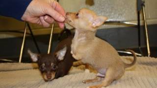 MSPCA Cares for Two Legged Chihuahua Puppies [upl. by Ewald]