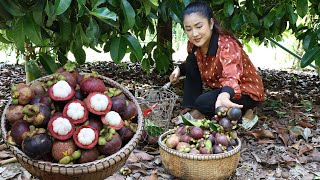 quot Mangosteen fruit quot Harvest mangosteen from grandmother backyard for cooking  Country chefs [upl. by Htezil]