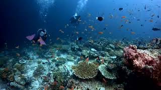 Ellaidhoo Maldives Diving Clip [upl. by Anitsej]