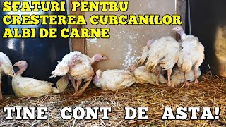 AM CUMPARAT CURCANI❗SFATURI UTILE pentru creșterea curcanilor de mici ❗ CURCANI ALBI de carne [upl. by Eitsyrc]