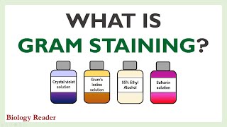 What is Gram Staining Definition Procedure Observation and Mechanism [upl. by Ringo]