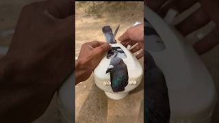 Pigeon vitamin medicine pigeon kabutar [upl. by Aliet57]