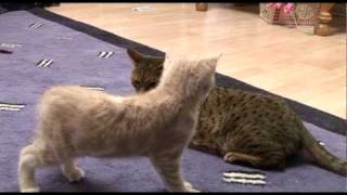 Introducing Bengal cat to a new kitten for first time [upl. by Ydissac]