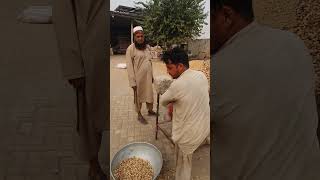 Peanuts Wholesale market [upl. by Francyne]