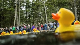 2015 AdironDuck Race in Croghan NY [upl. by Eam580]