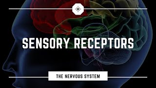 Sensory Receptors [upl. by Meeharbi]