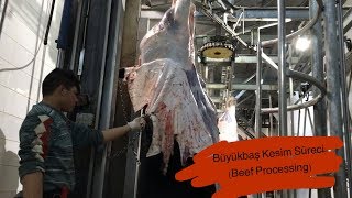 Kasaptan Aldığımız Etler Bizlere Nasıl Geliyor Et Entegre TesisiBeef Processing [upl. by Etteragram]