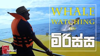 Travel With Chatura  මිරිස්ස  whale watching [upl. by Cini]