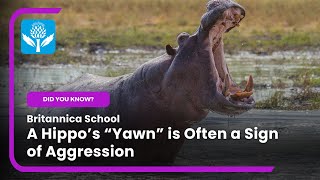 DID YOU KNOW A hippos quotyawnquot is often a sign of aggression  Britannica School [upl. by Zerimar]