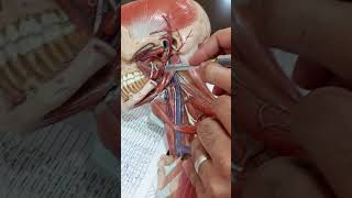 Stylohyoid and styloglossus muscles [upl. by Harty]