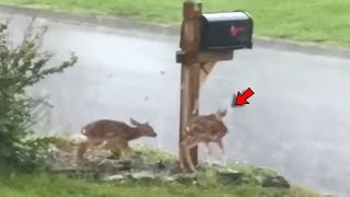 Girl Saves Two Crying Fawns In Front Of Her Home But Then Something Incredible Happens [upl. by Llenahc]