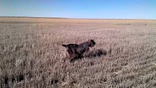 Spinone Italiano hunting pheasants [upl. by Nuzzi]