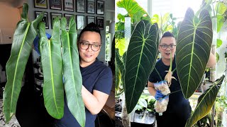 CUTTING UP MY PHILODENDRONS 😮 philodendron melanochrysum amp philodendron spiritus sancti [upl. by Ebsen53]