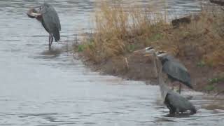 Three Great Blue Herons on Lake Potter at Sunset Park in Rock Island IL April 2 2024 [upl. by Aicital624]