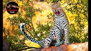 El leopardo mas grande del mundo – Leopardos Gigantes – LEOPARDO GIGANTE AFRICANO [upl. by Merriott]