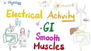 Slow Wave potential Basic Electrical Rhythm BER and Spike Action Potentials of gut  Physiology [upl. by Sparky]