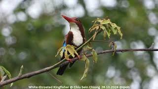 Whitethroated Kingfisher  Chiu S C DSCN2139 [upl. by Aufmann108]