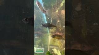 RAINBOWFISH TANK UPDATE [upl. by Louisa]