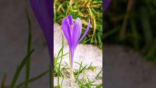 Witness the Beauty TimeLapse of Saffron Crocus Flower Blooming in Stunning Detail [upl. by Zaremski]