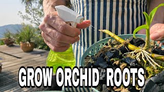 How to Stimulate Orchid Root Growth [upl. by Wescott]