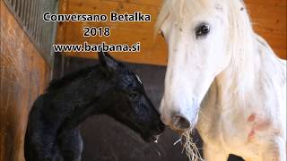 Horse birht outside its a boy Lipizzan Conversano Betalka [upl. by Gere]