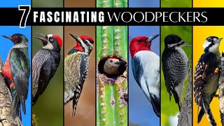 7 Fascinating amp Unusual Woodpeckers of North America [upl. by Elsy]