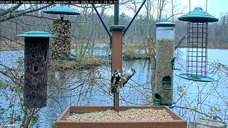 Downy Woodpeckers Peck At Suet Face Off At Cornell Feeders – Nov 16 2022 [upl. by Hedva858]