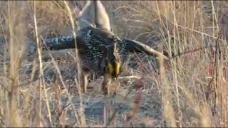 Sharptailed grouse lek [upl. by Annadiana]