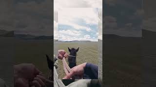 Horse riding Mongolia countryside [upl. by Sieracki]