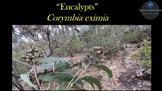 Eucalypt ID  Corymbia eximia Yellow Bloodwood [upl. by Melodee]