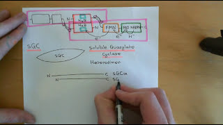 Endothelium Dependent Vasodilation Part 5 [upl. by Anilrac]