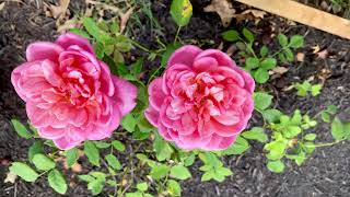 Boscobel Rose in July rose davidaustinroses flowers englishroses [upl. by Piper]