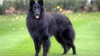 БЕЛЬГИЙСКАЯ ОВЧАРКА ГРЮНЕНДАЛЬ Belgian Shepherd Dog Groenendael [upl. by Warila1]