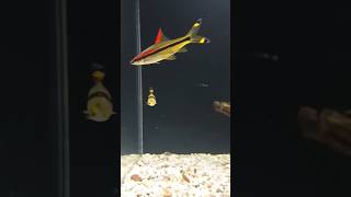 Denison barb new video aquarium fishtank love shortvideo shorts [upl. by Anuat]