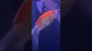 Parasites on Aquarium Fish  goldfish parasite infected [upl. by Ocicnarf219]