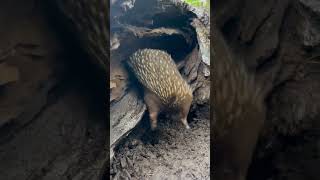 Tumblin’ outta bed at Healesville Sanctuary [upl. by Bevers124]